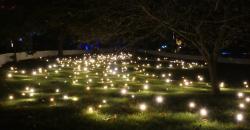 Firefly Field in the Botanic Gardens, VIVID